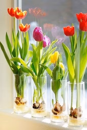 5 loai cay pha nat phong thuy, xua duoi tai loc-Hinh-2