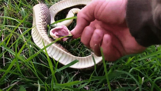 Loài rắn “thây ma” chuyên lăn đùng giả chết, còn biết phun máu như đóng phim ảnh 5 Loài rắn “thây ma” chuyên lăn đùng giả chết, còn biết phun máu như đóng phim ảnh 5