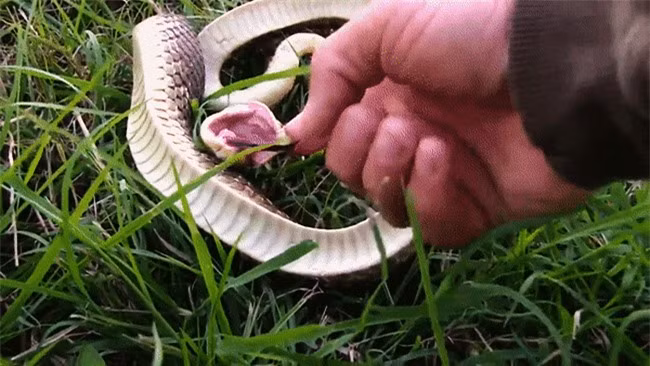 Loài rắn “thây ma” chuyên lăn đùng giả chết, còn biết phun máu như đóng phim ảnh 5