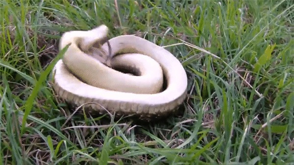 Loài rắn “thây ma” chuyên lăn đùng giả chết, còn biết phun máu như đóng phim ảnh 4 Loài rắn “thây ma” chuyên lăn đùng giả chết, còn biết phun máu như đóng phim ảnh 4