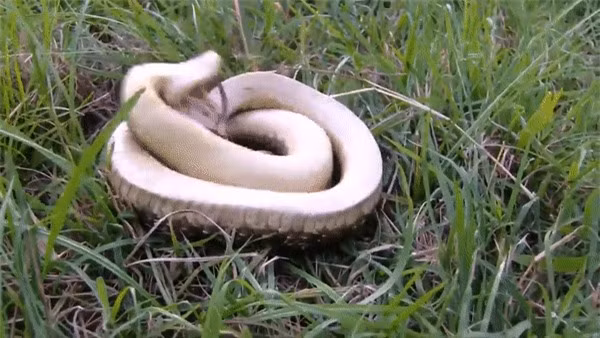 Loài rắn “thây ma” chuyên lăn đùng giả chết, còn biết phun máu như đóng phim ảnh 4