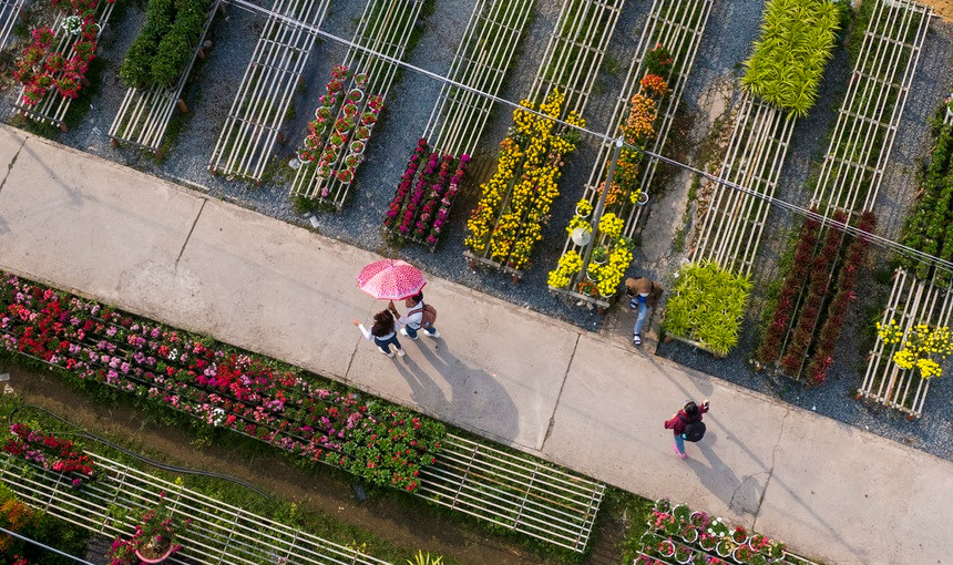 Lang hoa lon nhat mien Tay vang ve ngay giap Tet