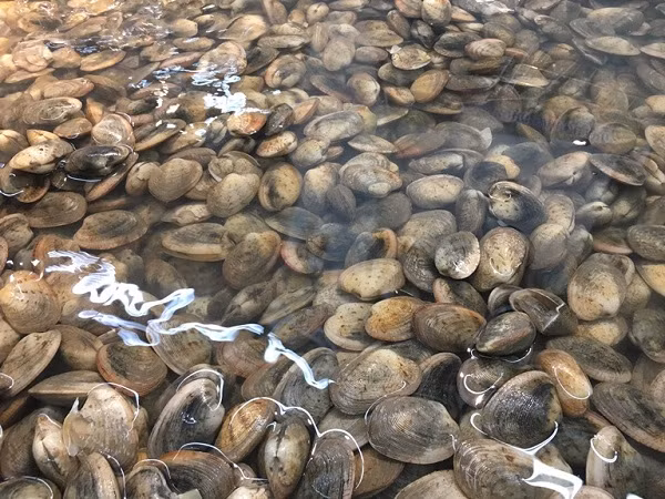 Ngao hai coi gia chi 8.000 dong/kg van e am