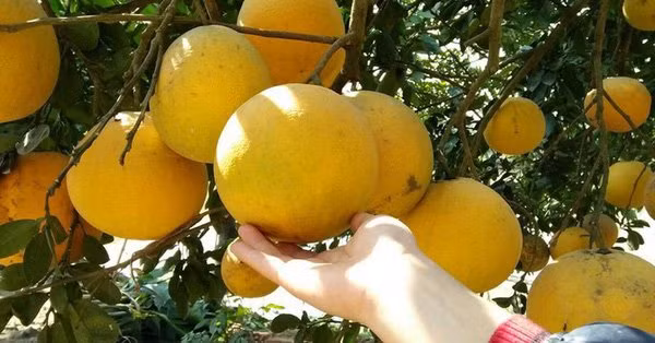 Cach bao quan buoi Dien chuan de ca nam van ngon