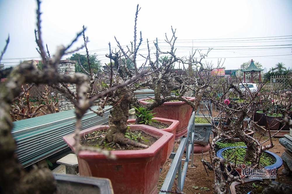 Dao That Thon vao ham dieu hoa cho Tet-Hinh-3