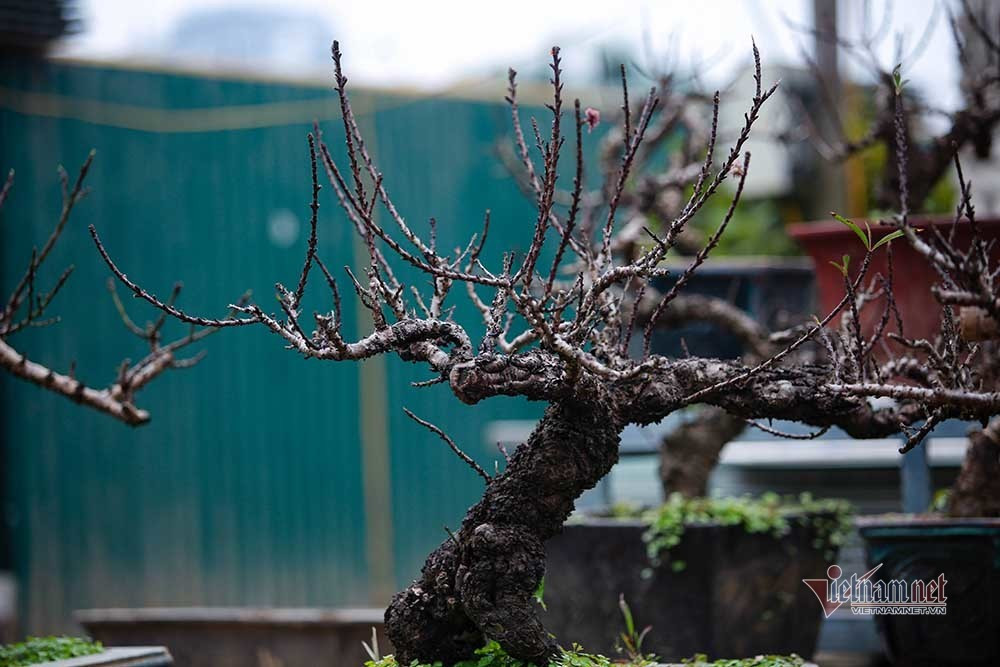 Dao That Thon vao ham dieu hoa cho Tet-Hinh-9