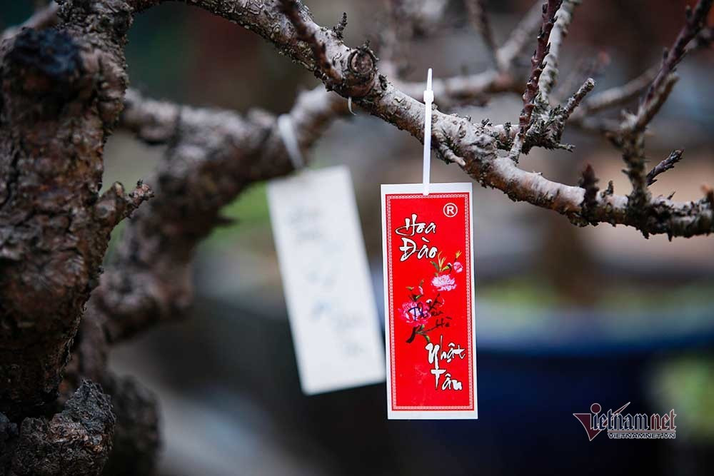 Dao That Thon vao ham dieu hoa cho Tet-Hinh-14