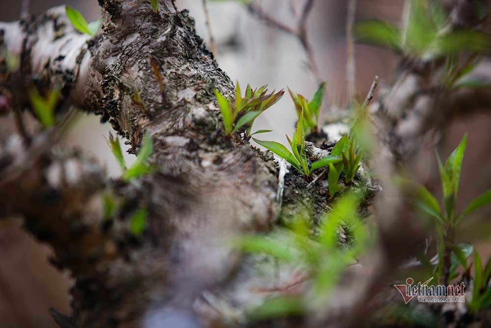 Dao That Thon vao ham dieu hoa cho Tet-Hinh-15