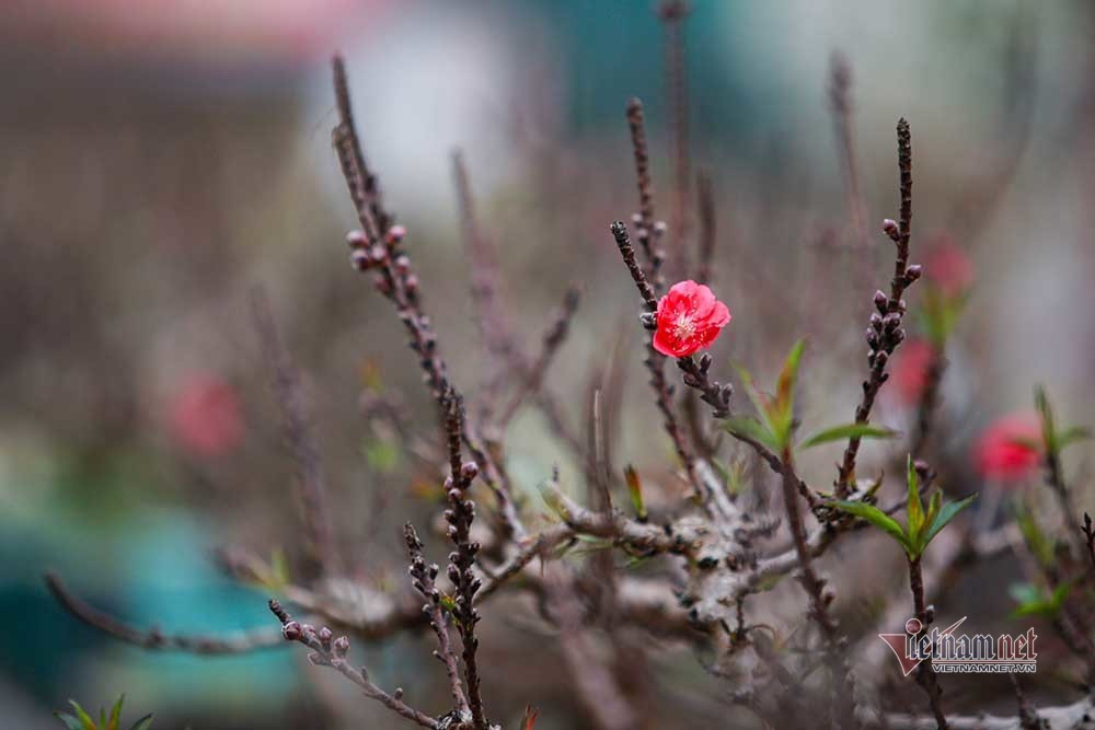 Dao That Thon vao ham dieu hoa cho Tet-Hinh-12