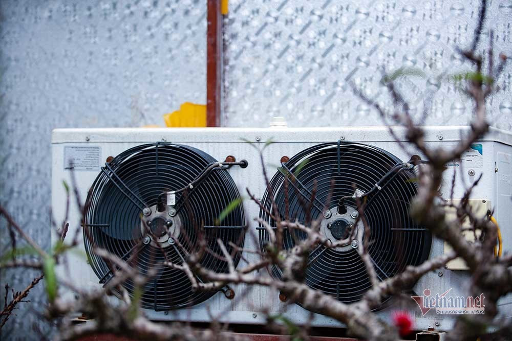 Dao That Thon vao ham dieu hoa cho Tet-Hinh-11