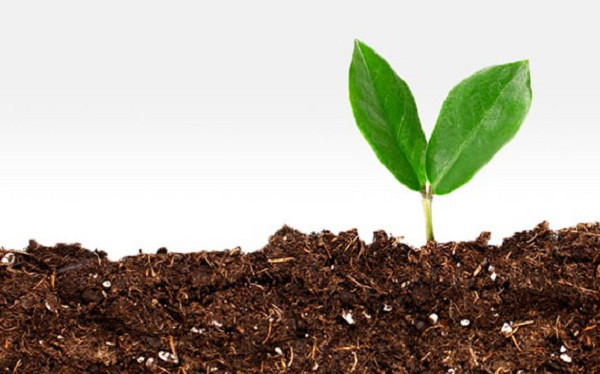 Tai sao dat co mau nau ma khong phai mau khac?