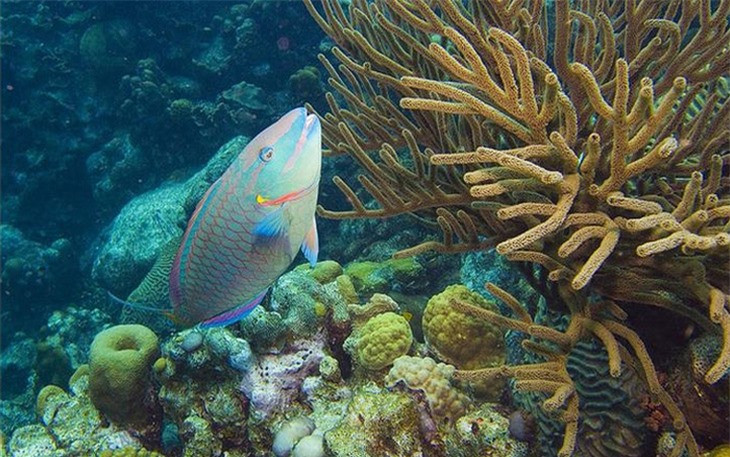 Cá mó (Parrot Fish) là một loài cá đẹp có màu sắc tươi sáng