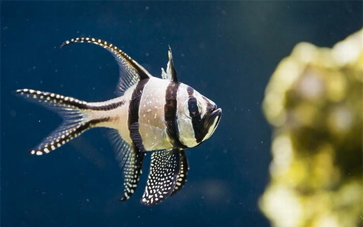 Cá Banggai Cardinalfish có nguồn gốc ở Indonesia với những chiếc vây dài, màu sắc nổi bật