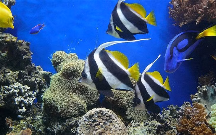 Cá Moorish Idol là một trong những loài cá sở hữu sắc đẹp “nghiêng nước nghiêng thành”