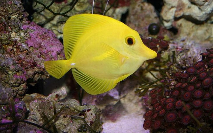 Chú cá Yellow Tang trông như một dải lụa vàng óng