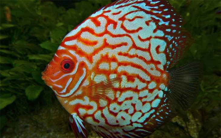 Cá dĩa đỏ (Symphysodon Discus)