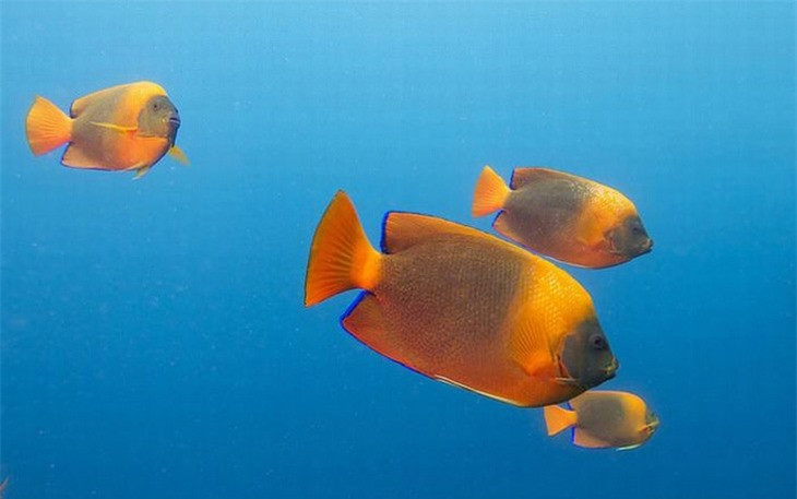 Cá thiên thần Clarion là loài cá đặc biệt được lấy tên theo một trong những hòn đảo đẹp nhất ngoài khơi bờ biển Thái Bình Dương của Mexico