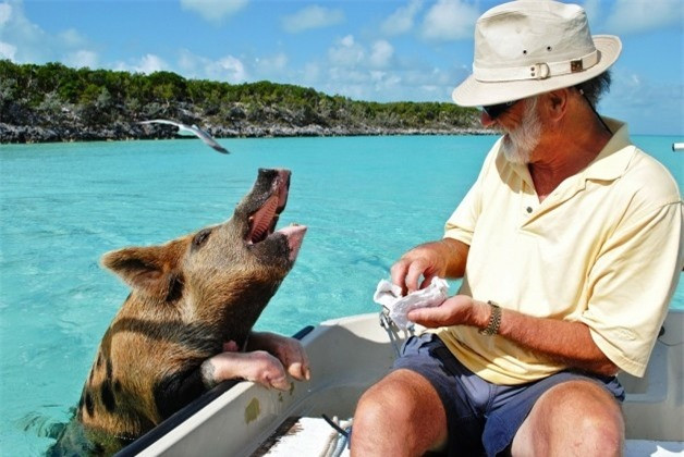 Thú vị hòn đảo có lợn biết bơi, giỏi xin ăn du khách ảnh 9