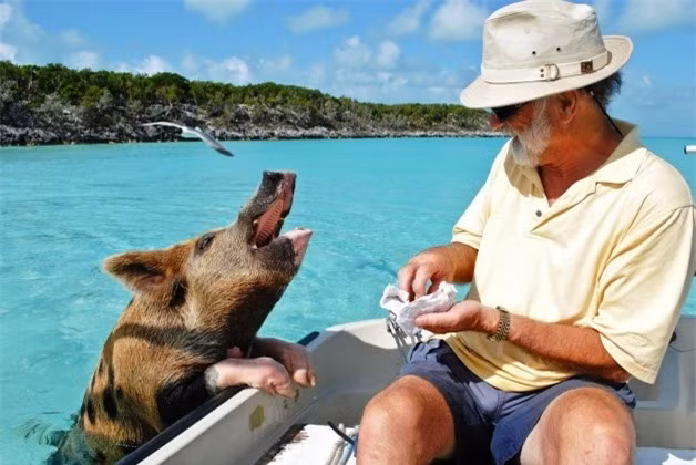 Thú vị hòn đảo có lợn biết bơi, giỏi xin ăn du khách ảnh 9