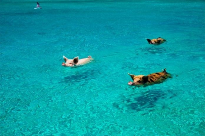 Thú vị hòn đảo có lợn biết bơi, giỏi xin ăn du khách ảnh 2