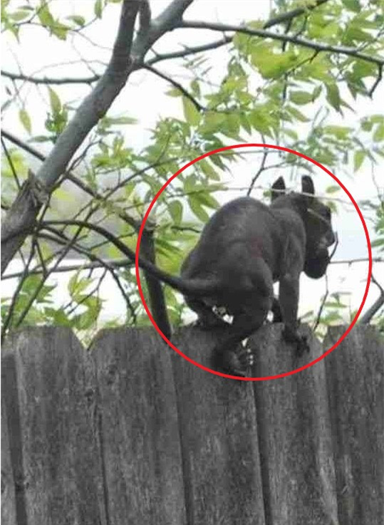 Cô gái bắt gặp sinh vật lạ nhảy qua hàng rào, con vật gây rùng mình Co gai bat gap sinh vat la nhay qua hang rao, con vat gay rung minh