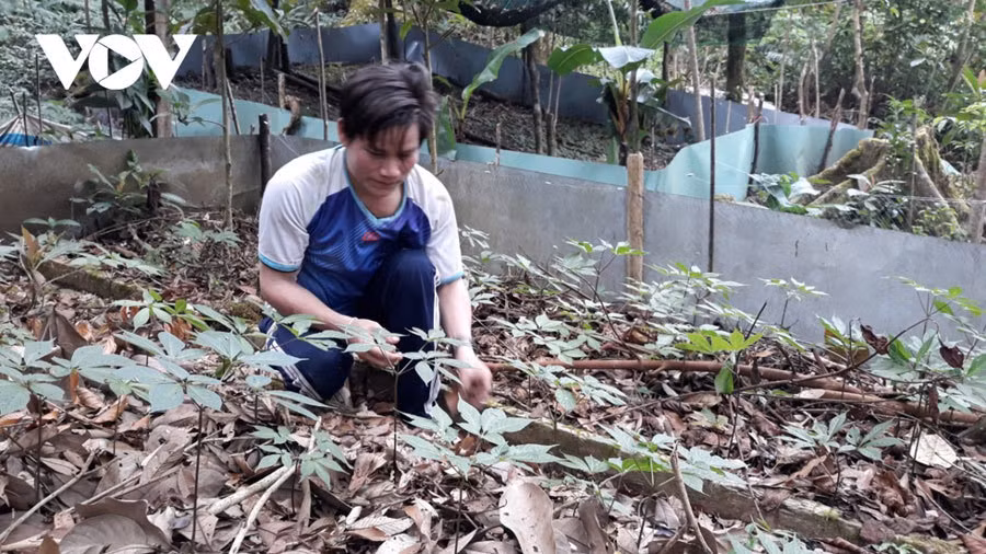 Sam Ngoc Linh da tao nen 