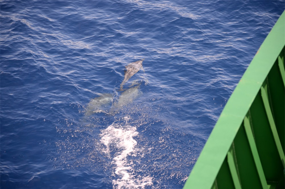 Những chú ca heo vui vẻ lượn quanh thân tàu