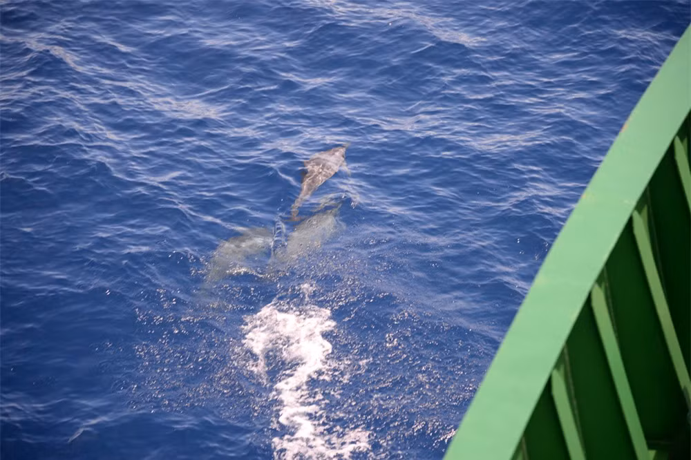 Những chú ca heo vui vẻ lượn quanh thân tàu