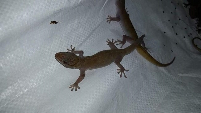 Loai bo sat bat ngo thanh dac san, duoc rao ban hang trieu dong/kg