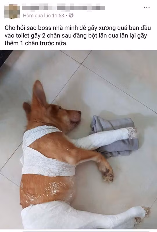 Nghĩ nó chán. Cẩn thận không gãy nốt chân kia đó boss à!