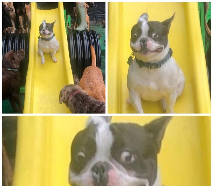 Học đòi chơi cầu trượt chẳng ngờ mình lại vừa sợ tốc độ lại vừa sợ độ cao. 