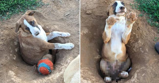 inh chứng sống cho câu nói: "Tự đào hố chôn mình" đây mà.