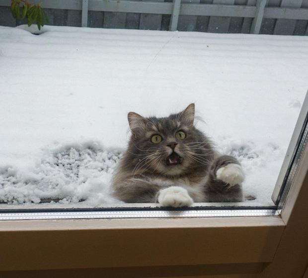 Cho ta vào nhanh lên! Con sen kia!".