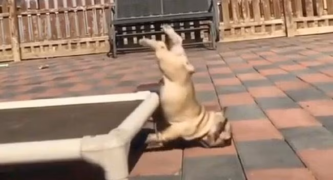 Té sấp mặt là có thật! Thấy cũng tội nhưng thôi cứ cười đã.