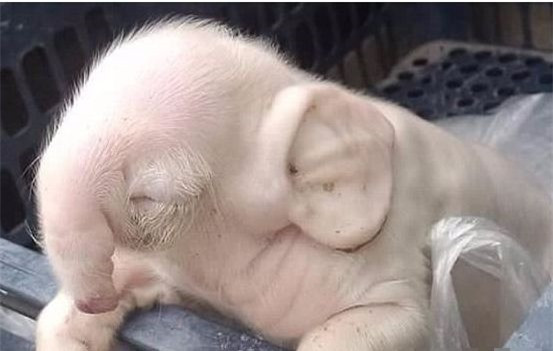 Di kiem tra chuong lon, chang trai rung minh khi thay canh tuong truoc mat