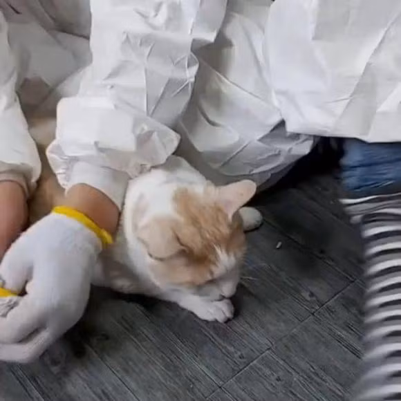 Ngoi sao noi tieng nhu Jang Nara cung phai di don ve sinh giua mua dich-Hinh-2