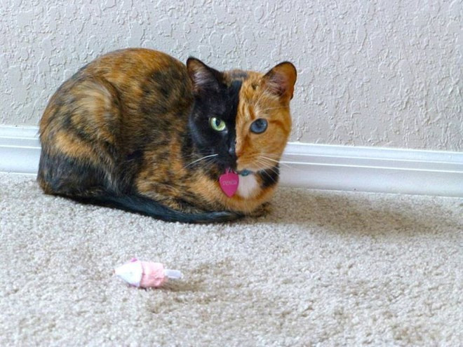 Nhung con meo mat hai mau noi tieng nhat the gioi-Hinh-2