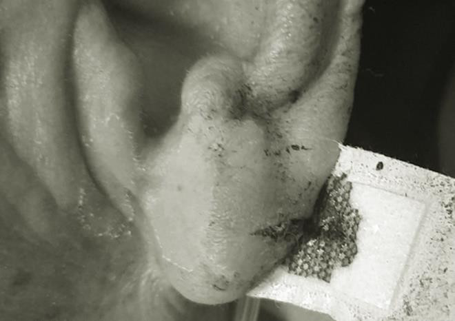 Cua tai, chich mau tay chua dot quy ?