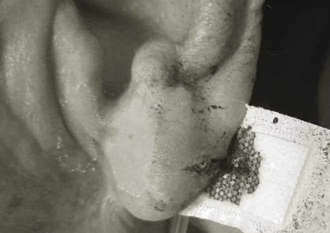 Cua tai, chich mau tay chua dot quy ?