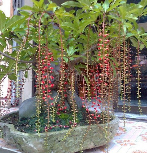 10 loại cây trồng trước nhà, tài lộc rầm rộ kéo tới - Hình 3 10 loai cay trong truoc nha, tai loc ram ro keo toi-Hinh-3