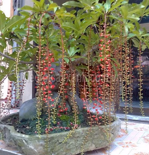 10 loai cay trong truoc nha, tai loc ram ro keo toi-Hinh-3