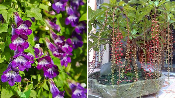 10 loại cây trồng trước nhà, tài lộc rầm rộ kéo tới 10 loai cay trong truoc nha, tai loc ram ro keo toi