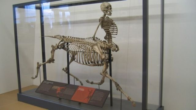 7 sinh vat nua nguoi nua thu trong truyen thuyet lieu co ton tai?