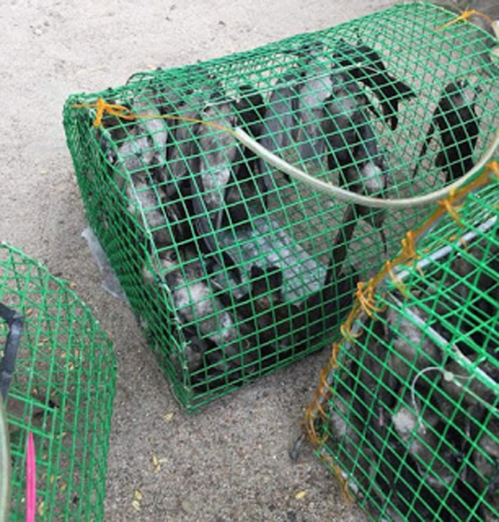 Chim yen gia danh chim se vao quan nhau?-Hinh-3