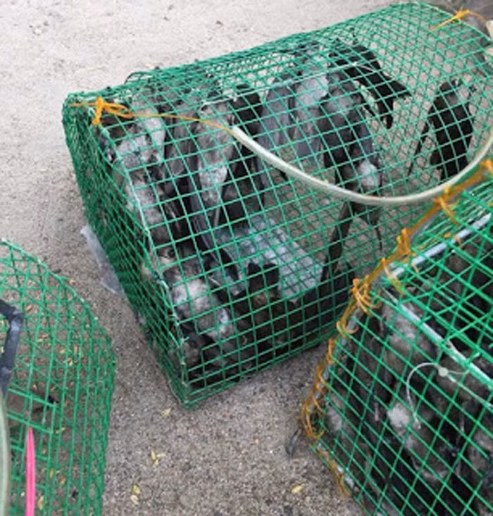 Chim yen gia danh chim se vao quan nhau?-Hinh-3