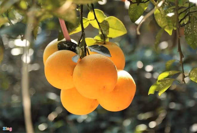 An cua gach Na Uy, ngam canh dong dao Trung Quoc-Hinh-4