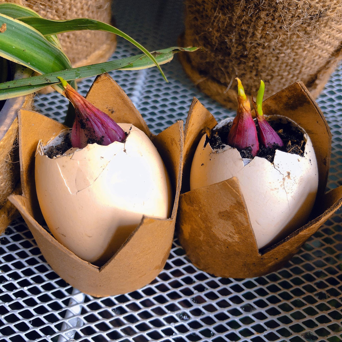 Tu lam vuon bang do dung tai che trong gian cach-Hinh-14