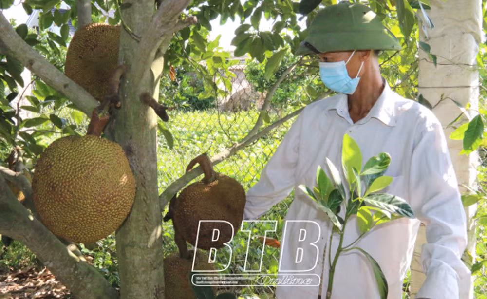 Cay mit la, gia chu ban 300.000 dong/qua mit khach phai dat tien truoc