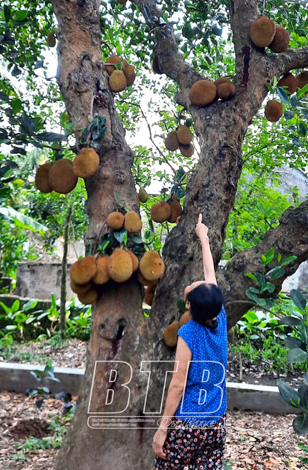 Cay mit la, gia chu ban 300.000 dong/qua mit khach phai dat tien truoc-Hinh-2