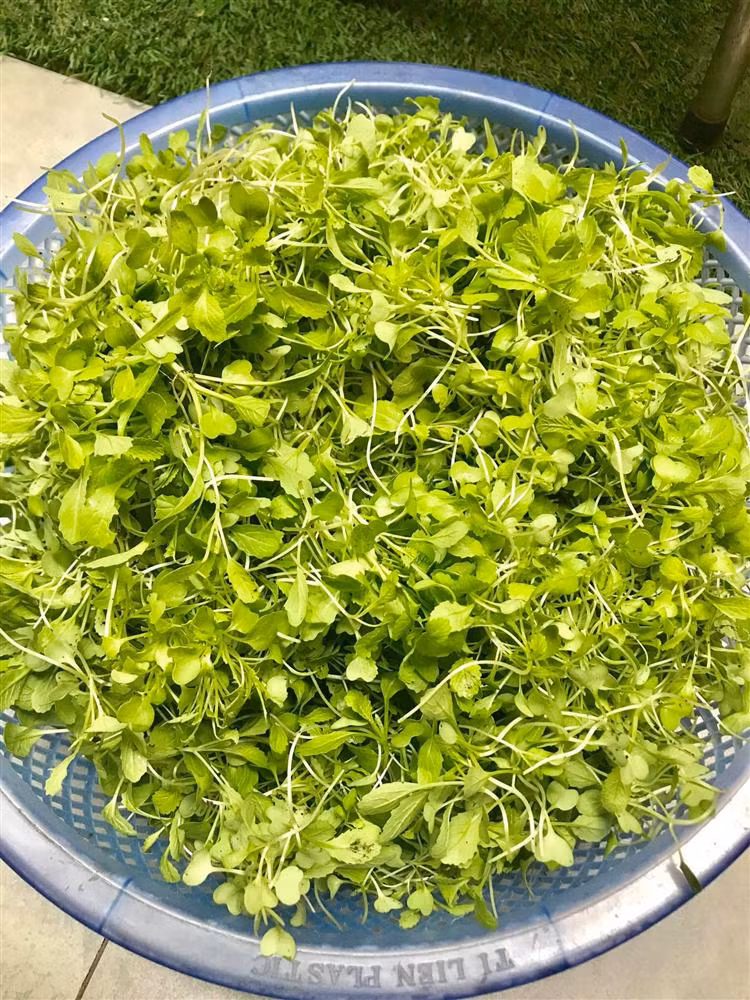 Bo me Ho Ngoc Ha lam nong dan du giau nut do do vach